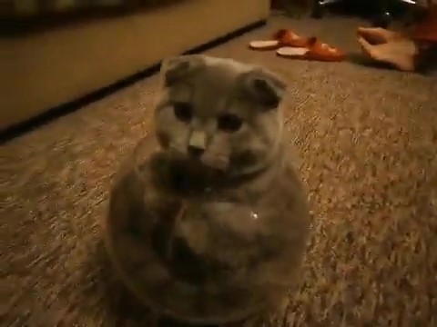 花瓶に入った猫