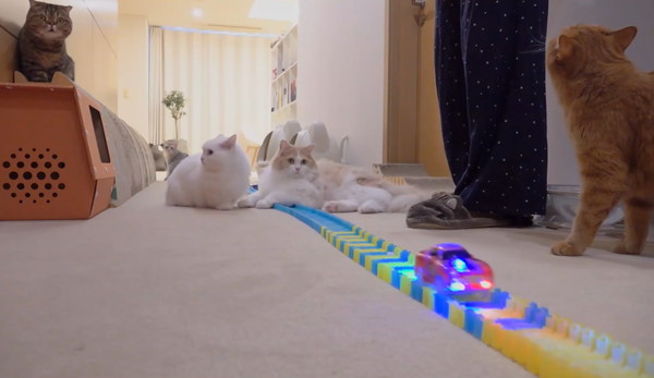 走るミニカーを見つめる4匹の猫