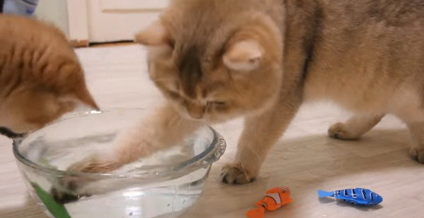 金魚鉢に手を突っ込む猫