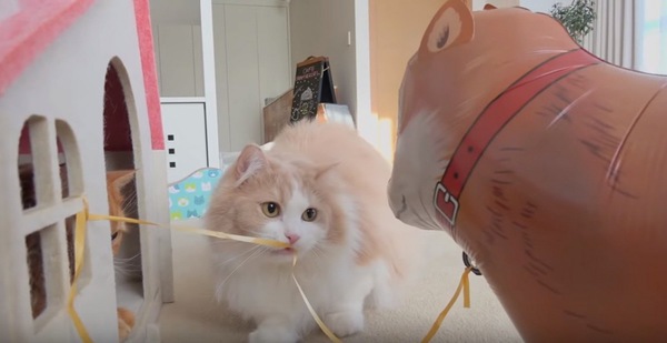 風船の紐を引っ張る猫