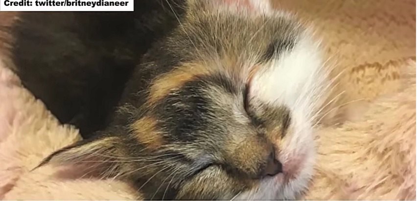 寝姿で寝る子猫のシャネル