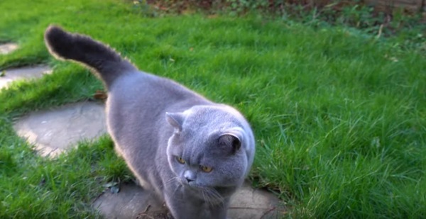 庭を散歩するブルーの猫