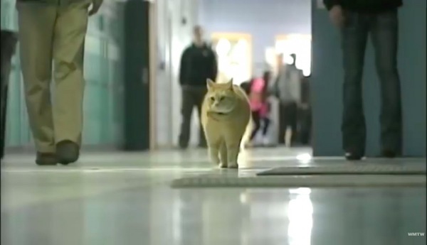 学校の廊下を歩く猫