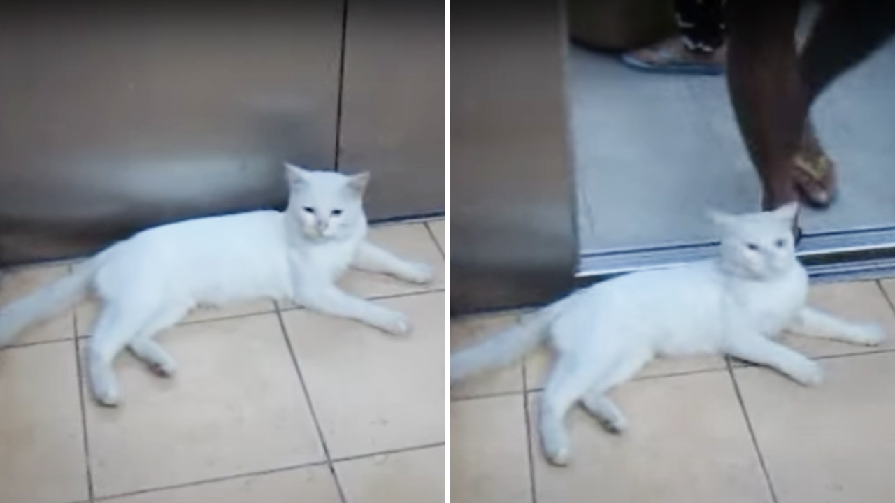 エレベーターを待つ猫