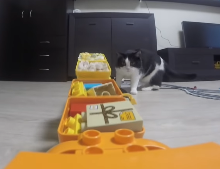 おもちゃの電車を狙う猫