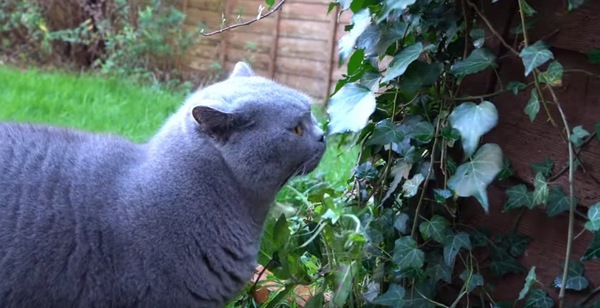 葉っぱの匂いをかぐブルーの猫