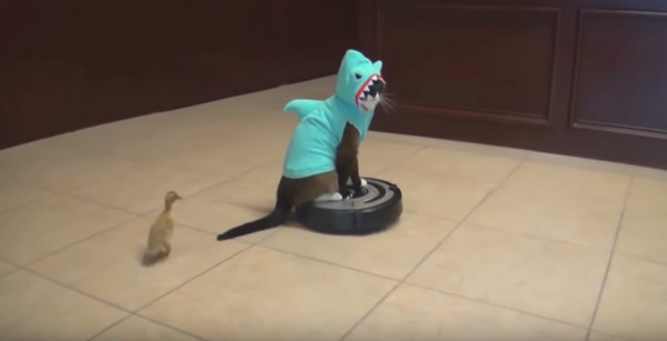 猫鮫を追いかけるひよこ