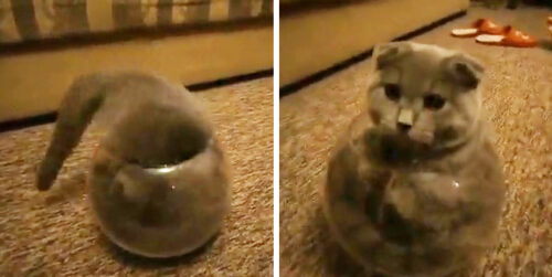 液体のように花瓶に入る猫