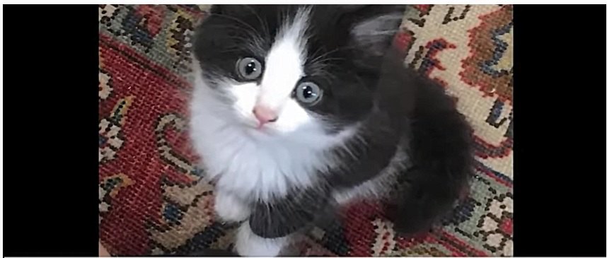 白と黒の子猫