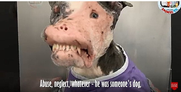顔の皮膚がただれた犬フェニックス