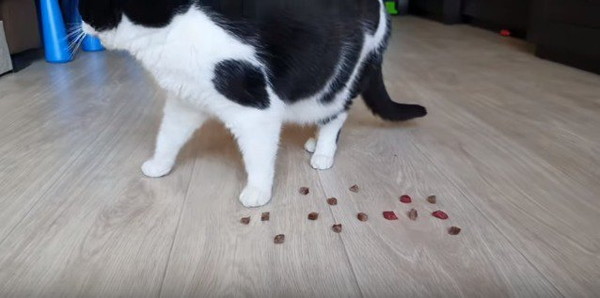 グルメになった猫