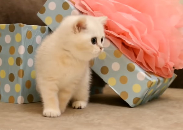 不思議そうに見つめる子猫