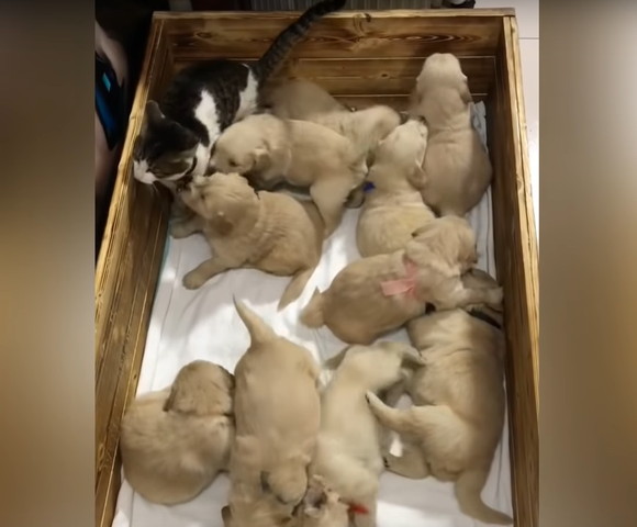 猫に群がる子犬
