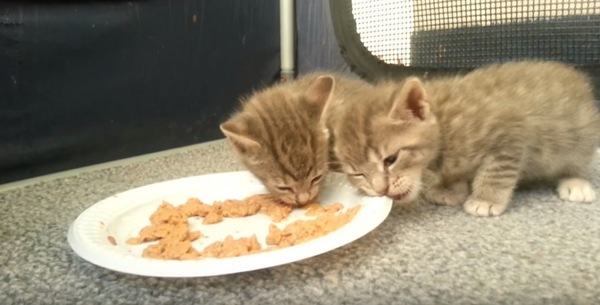 上手に食べる子猫とお皿をかじる子猫