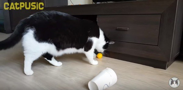 ボールを捕まえる猫