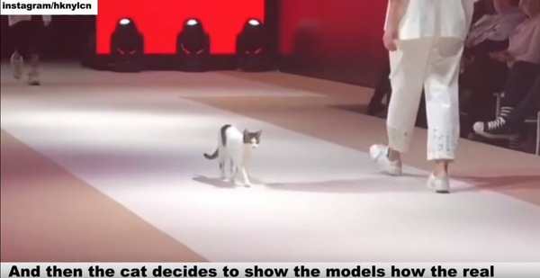 モデルと歩く猫