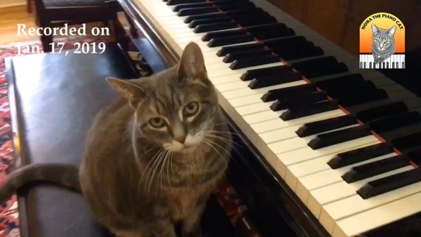 ピアノの前でゴロゴロする猫