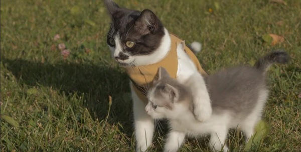 子猫の救助成功