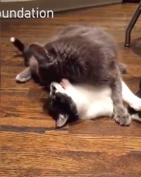 じゃれる猫