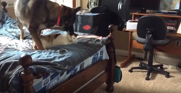 ベッドの上で横になる猫