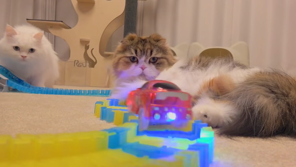 ミニカーと猫