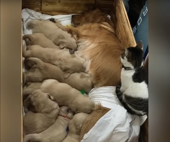 ゴールデンレトリバーの子どもたちを見る猫