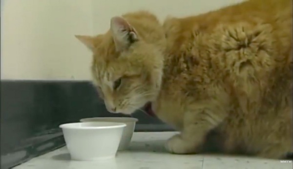 専用のご飯皿でフードを食べる猫