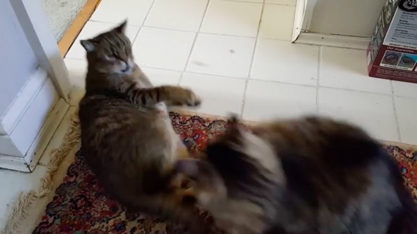 あっち行け!と猫パンチ