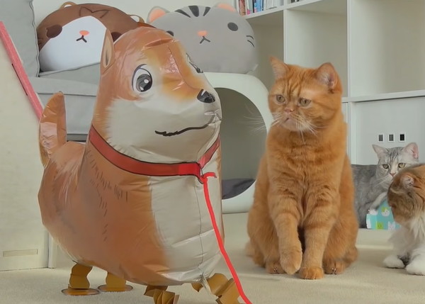 犬のバルーンを監視する猫