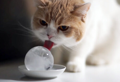 丸い氷を舐める猫