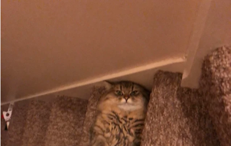 階段に擬態する猫 猫が飼い主の命を狙っているというのは本当だった もふたん