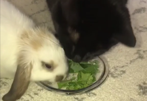 ウサギの草を食べるフリをする猫