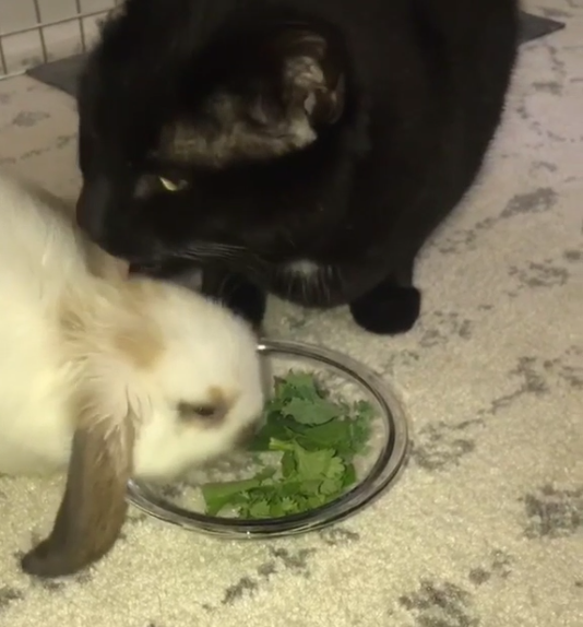 たくさん食べて大きくなるニャ ウサギのために 嫌いな野菜を食べるフリする猫さんの深い愛情に脱帽 もふたん