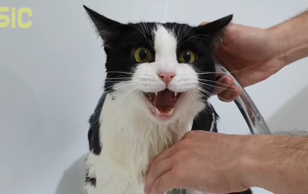 シャワーをする猫