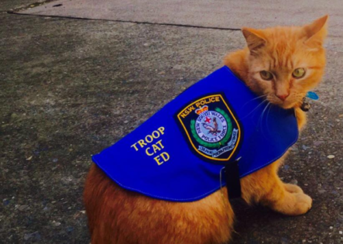 猫警察