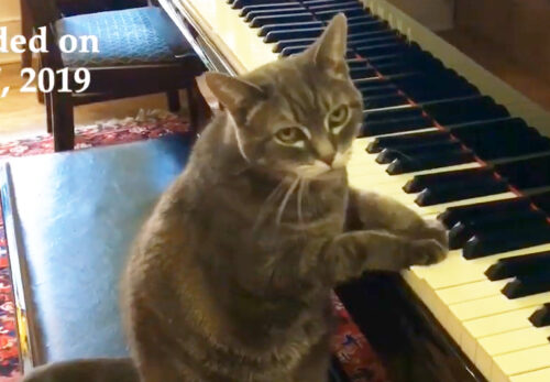 ピアノのレッスンをする猫