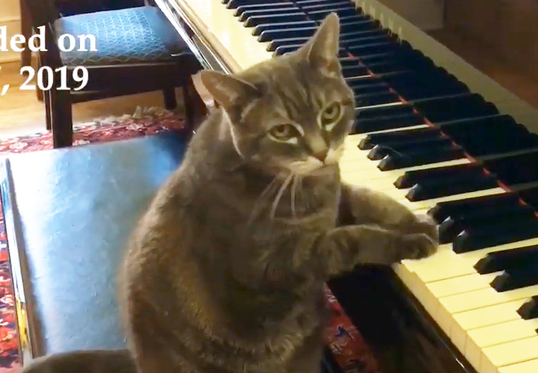 バラ園の音楽猫 チェロ猫さんとピアノ猫さん アップリケバッグ