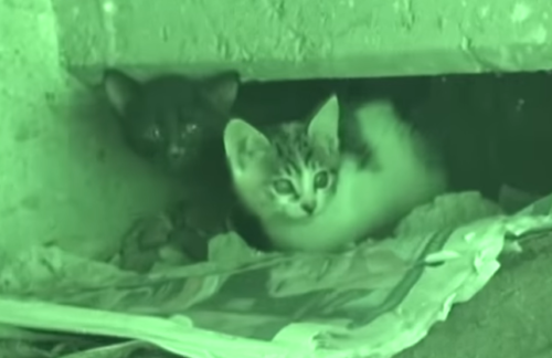 瓦礫の下で立ち往生する2匹の子猫
