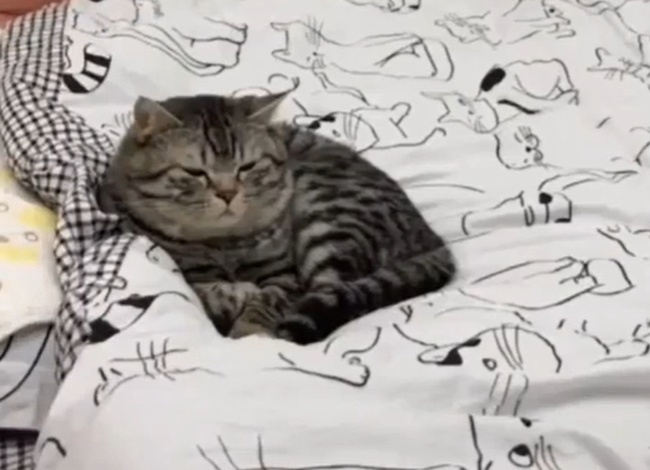 ベッドで寛ぐ猫