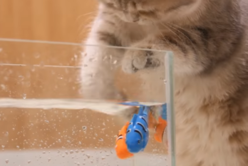 おもちゃの魚を捕まえる猫