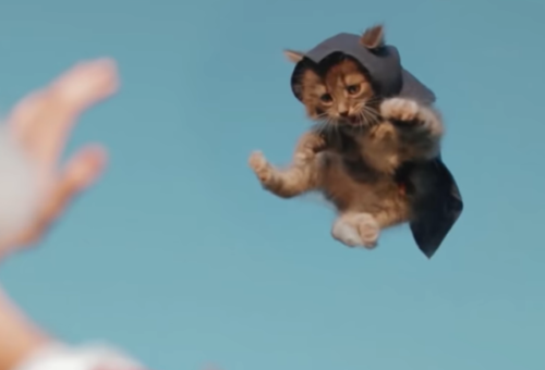 空を飛ぶアサシン猫