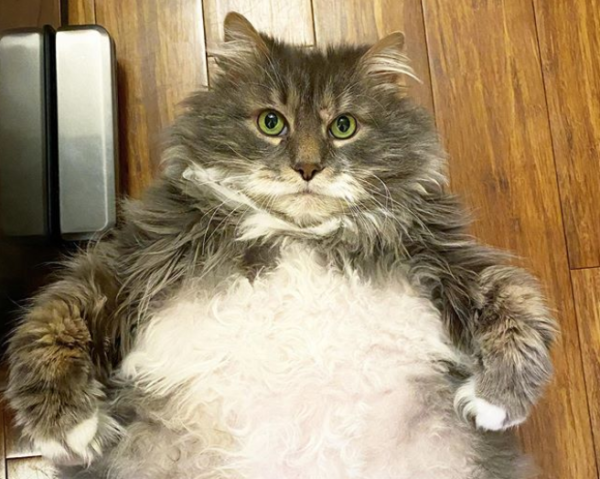 太り過ぎの猫