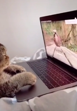 猫が見ている動画のスクリーン