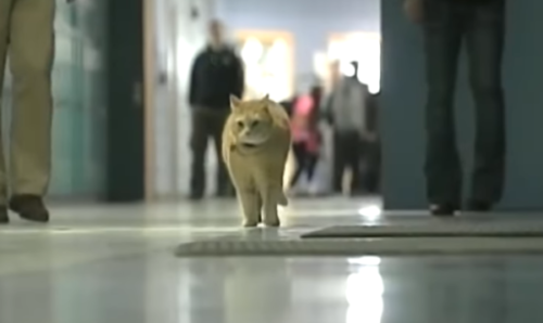 学校の廊下を歩く猫