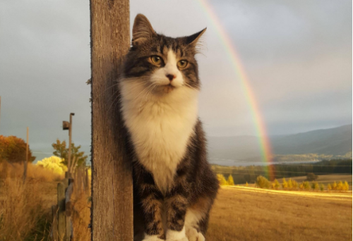 虹と猫の奇跡の一枚