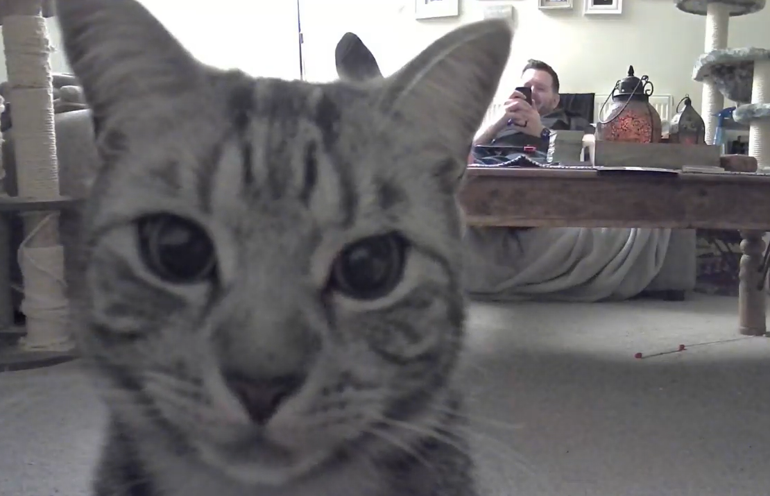 シュール】猫の監視カメラを監視する猫  もふたん