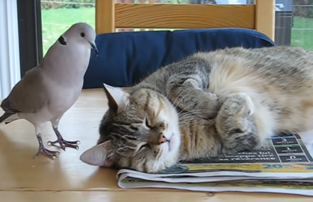 ウザイ鳩と寝ている猫