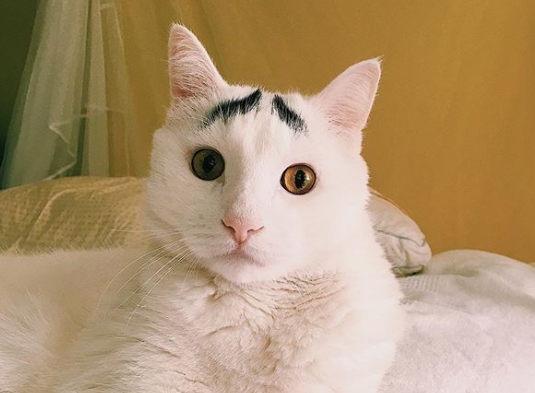 何かお困りですか 八の字眉毛 な猫チャンに世界が魅了される もふたん