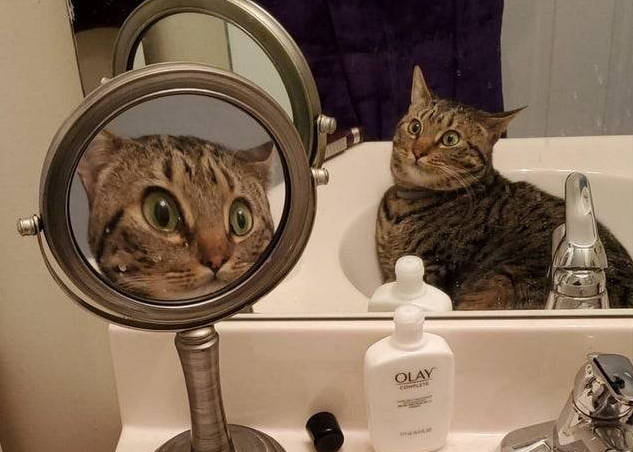 拡大鏡に驚く猫