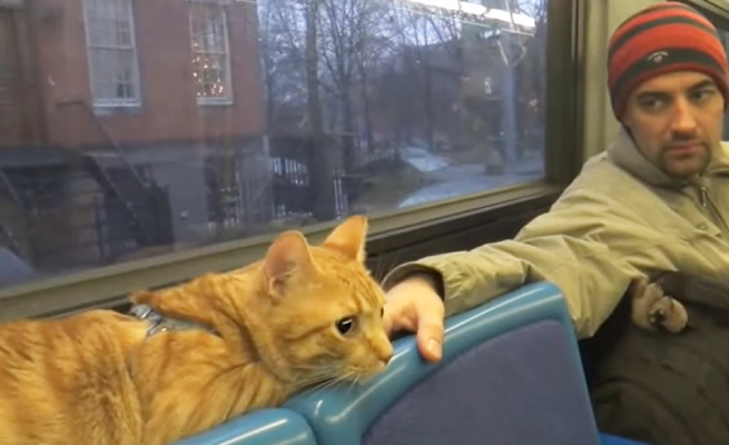 バスに乗る猫